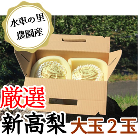 新高梨 贈答用 2玉入り【発送10月上旬～10月下旬】