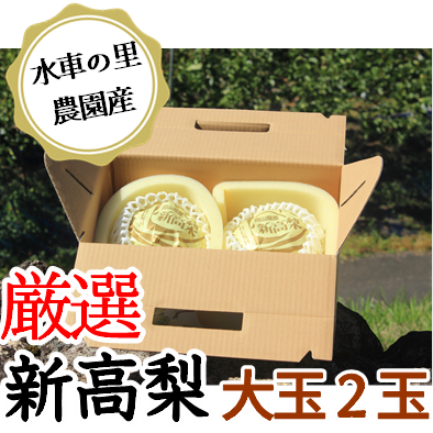 新高梨 贈答用 2玉入り【発送10月上旬～10月下旬】 | 水車の里フルーツ