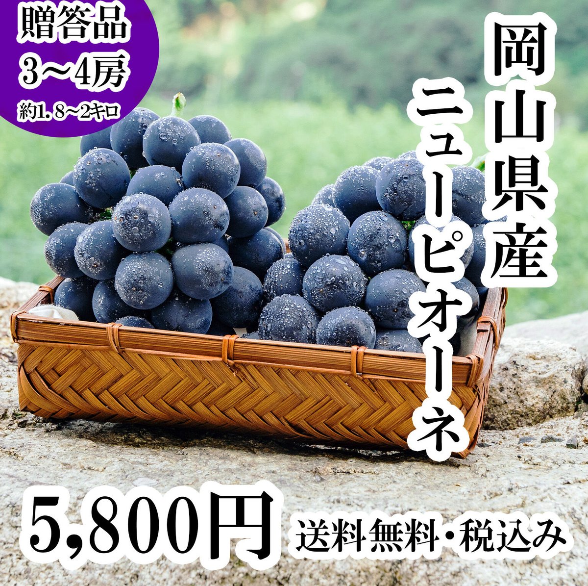 岡山県産ニューピオーネ約2キロ（3～4房程度）※発送時期8月下旬～9月