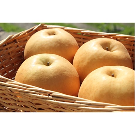 【送料無料】新高梨 贈答用 3玉入り