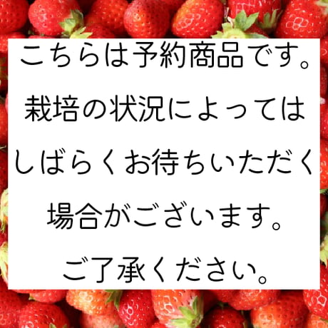 【予約販売】さがほのか 苺 4パック入【送料無料】