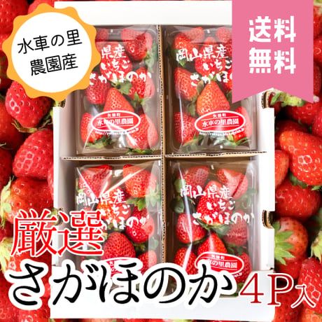 【予約販売】さがほのか 苺 4パック入【送料無料】
