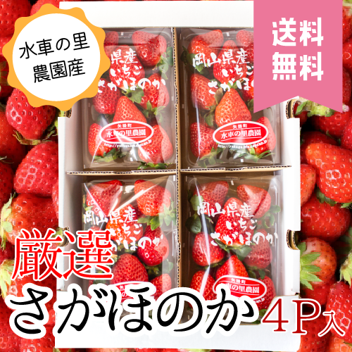 予約販売】さがほのか 苺 4パック入【送料無料】 | 水車の里