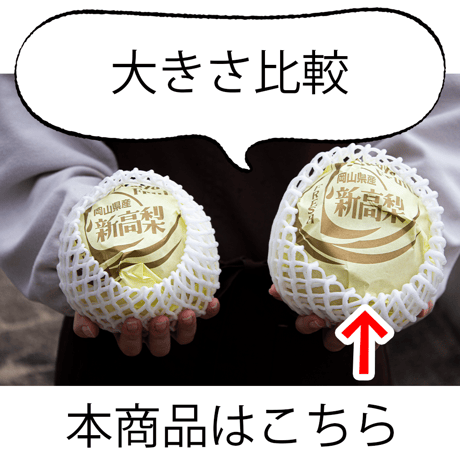 新高梨 贈答用 2玉入り【発送10月上旬～10月下旬】