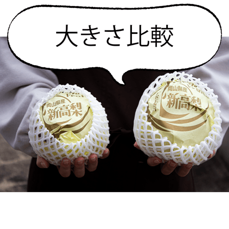 新高梨 贈答用 4kg箱発送10月上旬～10月下旬