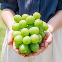 完全数量限定品　【岡山県産シャインマスカット約２キロ】