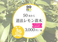 DOHO STYLE道法レモンの苗木（50本〜希望の方）