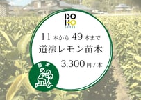DOHO STYLE道法レモンの苗木（11本〜49本希望の方）