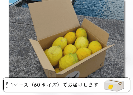 【2級品】DOHO STYLE 道法レモン