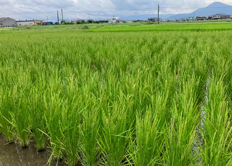 DOHO STYLE香川県産ヒノヒカリ米(30kg)