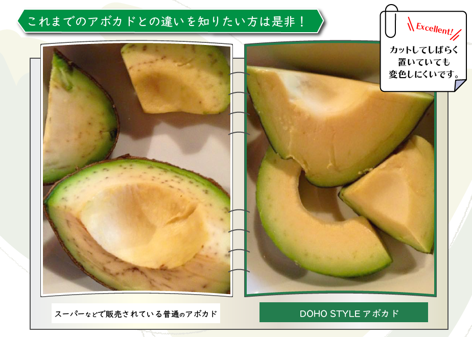 DOHO STYLE道法農園のアボカド（広島県呉市豊浜町豊島） | DOHO STYLE
