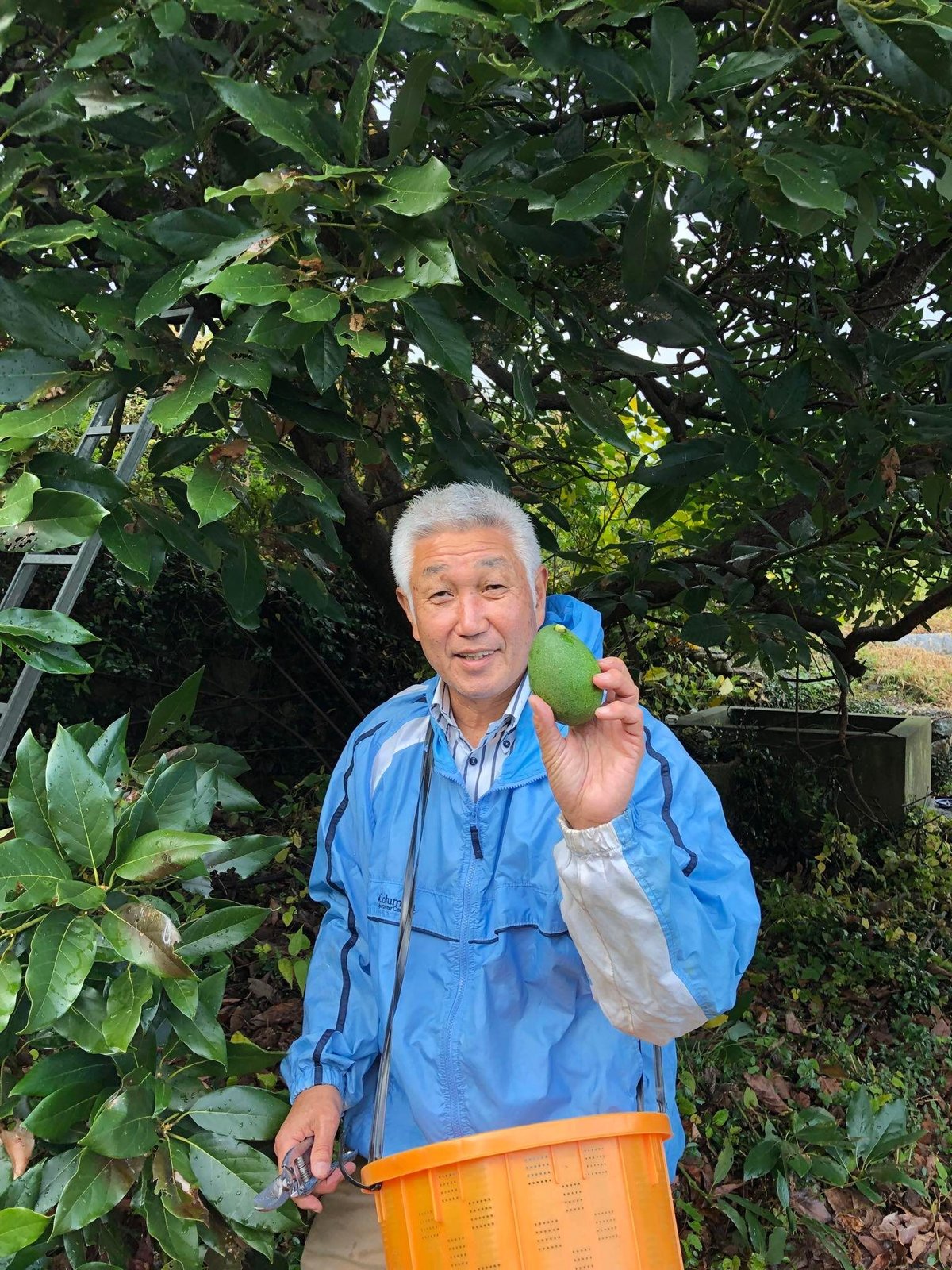 DOHO STYLE道法農園のアボカド（広島県呉市豊浜町豊島） | DOHO STYLE