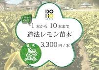 DOHO STYLE道法レモンの苗木（1本〜10本希望の方）