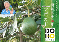 DOHO STYLE道法農園のアボカド（広島県呉市豊浜町豊島）