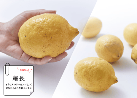 【2級品】DOHO STYLE 道法レモン