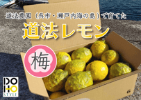 【梅：加工品用】DOHO STYLE 道法レモン