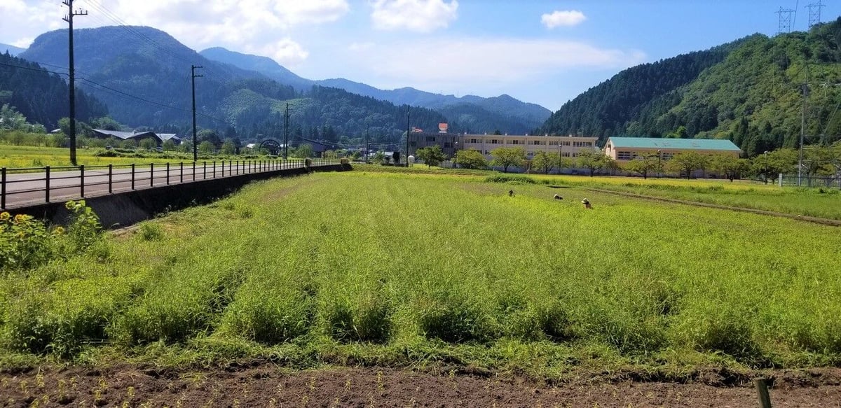 ホーリーバジルティー【10パック ×１個】 | 坂井市竹田のホーリーバジル農園