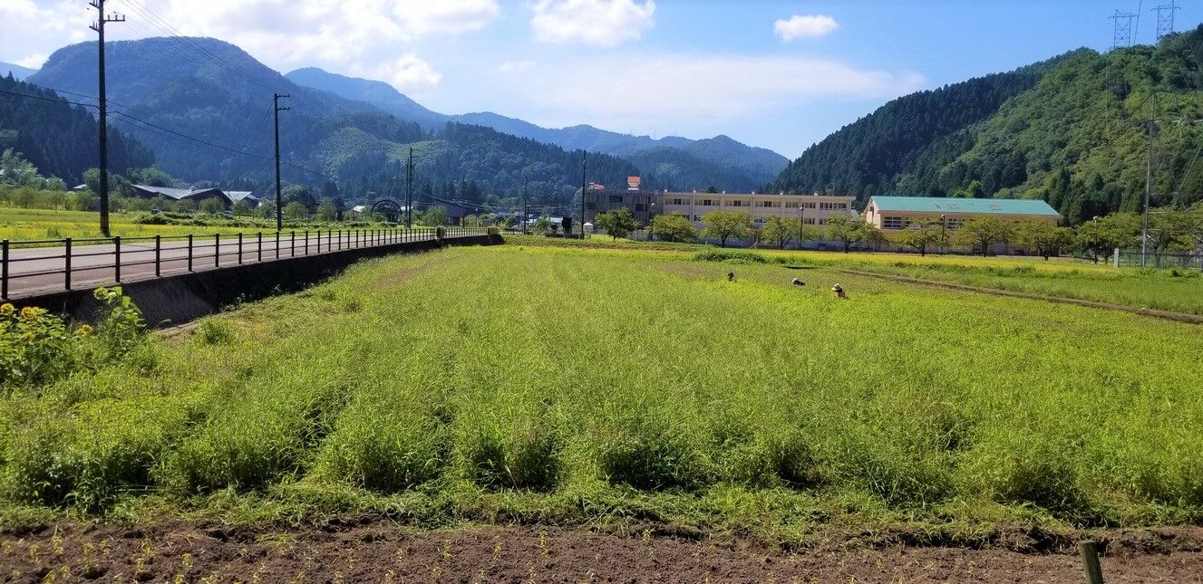 ホーリーバジルティー【27パック ×3個】 | 坂井市竹田のホーリーバジル農園