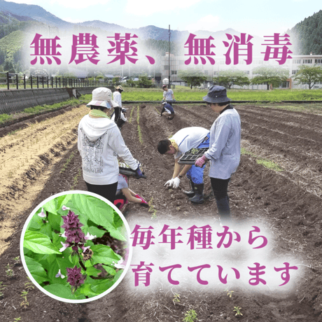 ホーリーバジルティー【9パック ×2個】