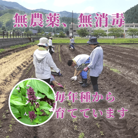 ホーリーバジルティー【9パック ×3個】