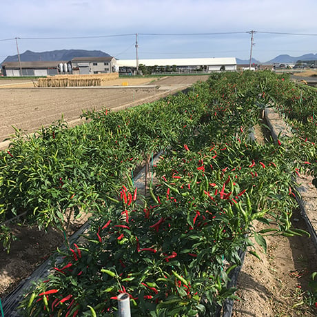 激辛 まぼろしの唐辛子 香川本鷹 辛い うまい 一味 12g 詰替え用 1袋