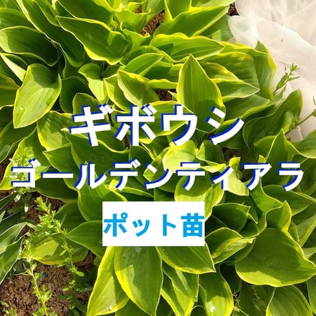ギボウシ | STORES