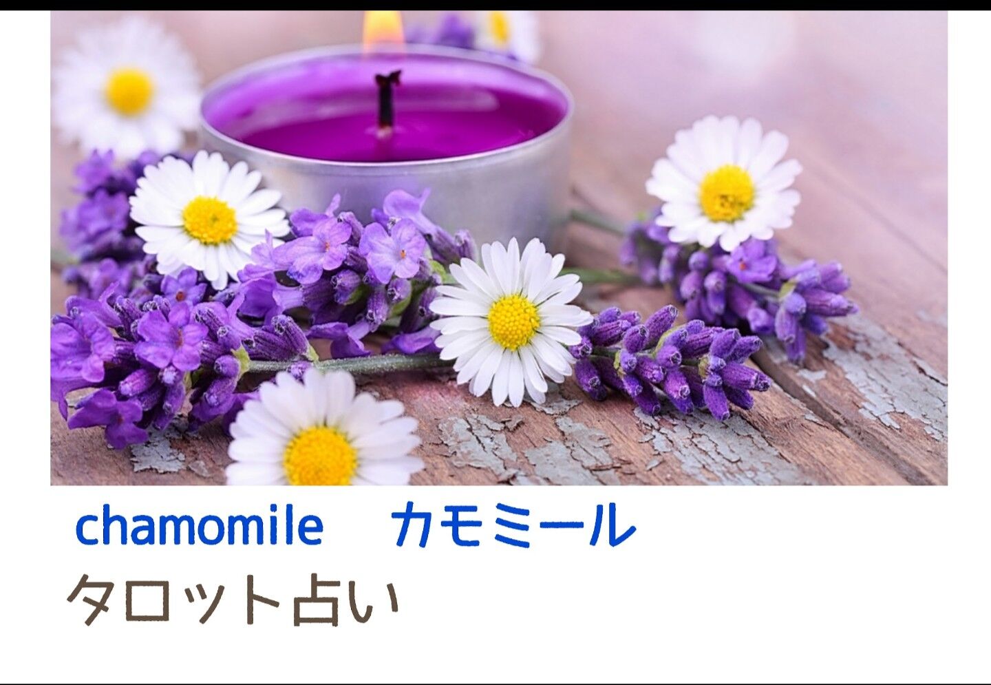 カモミール⚜️chamomile🔮タロット占い