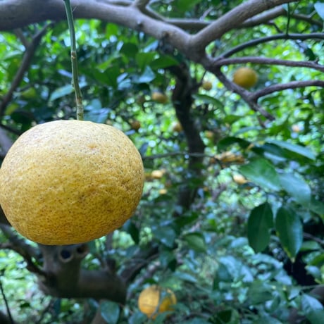 農薬に頼らず育てた甘夏の贅沢なマーマレード