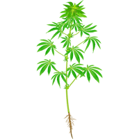 大麻_07