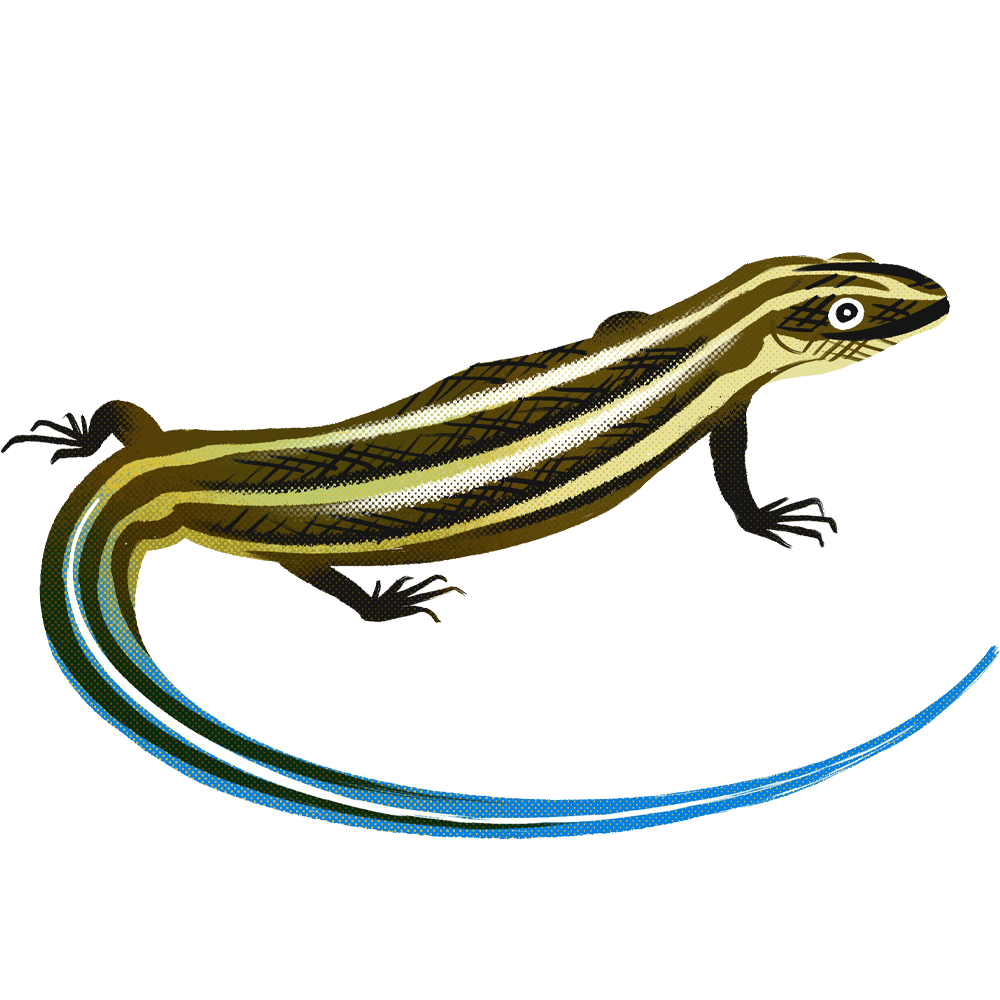 ニホントカゲ_01 | 農民イラスト