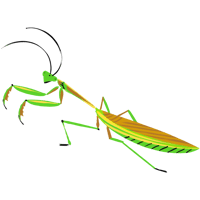 オオカマキリ_01