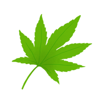 イロハモミジ_04