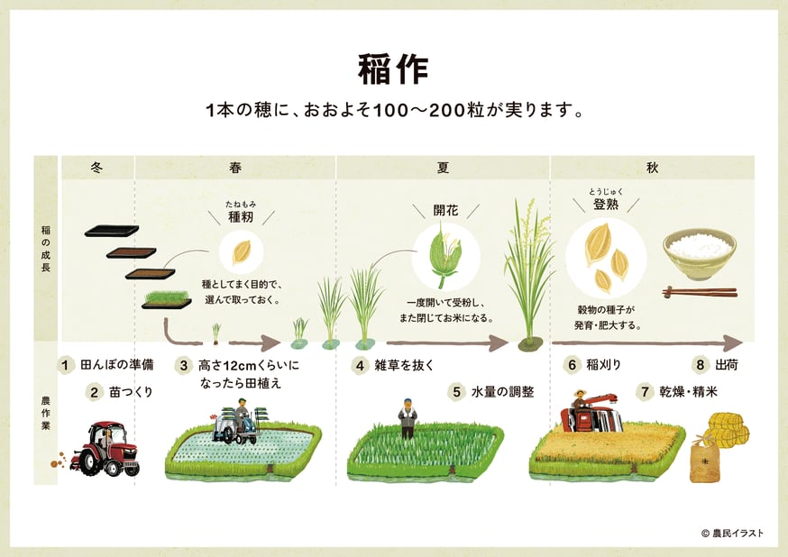 稲作の過程を図解にしました。 | 農民イラスト