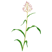 セイバンモロコシ_01