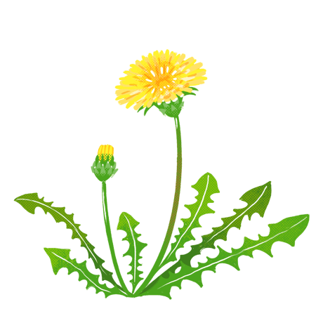 オオイヌノフグリ＊ナズナ＊キュウリグサ＊シジミチョウ♡植物画 Your Granny Was Chic