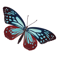 アサギマダラ_01