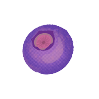 ブルーベリー_08