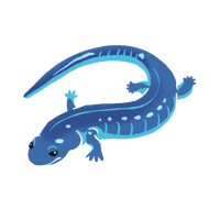 オオダイガハラサンショウウオ_01