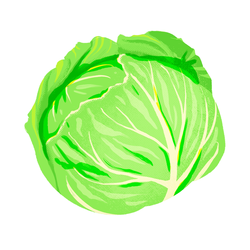 キャベツ　イラストオーダーページ(⁠ ⁠╹⁠▽⁠╹⁠ ⁠) キャベツ_01 | 農民イラスト