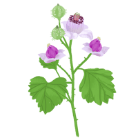 ナワシロイチゴ_01