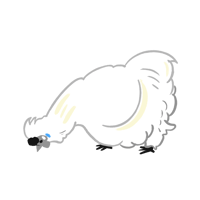 烏骨鶏_02