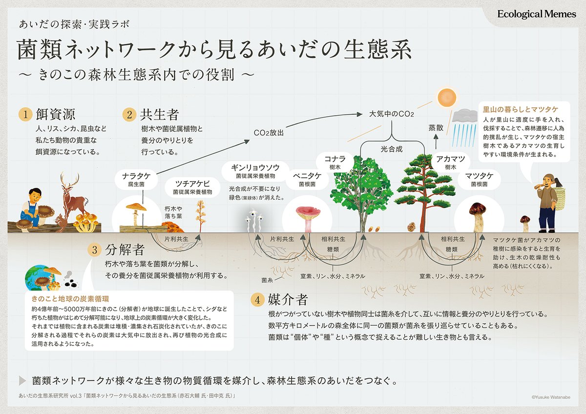 菌類ネットワークの図解を制作しました。 | 農民イラスト