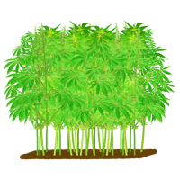 大麻_08