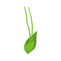 大麻_06