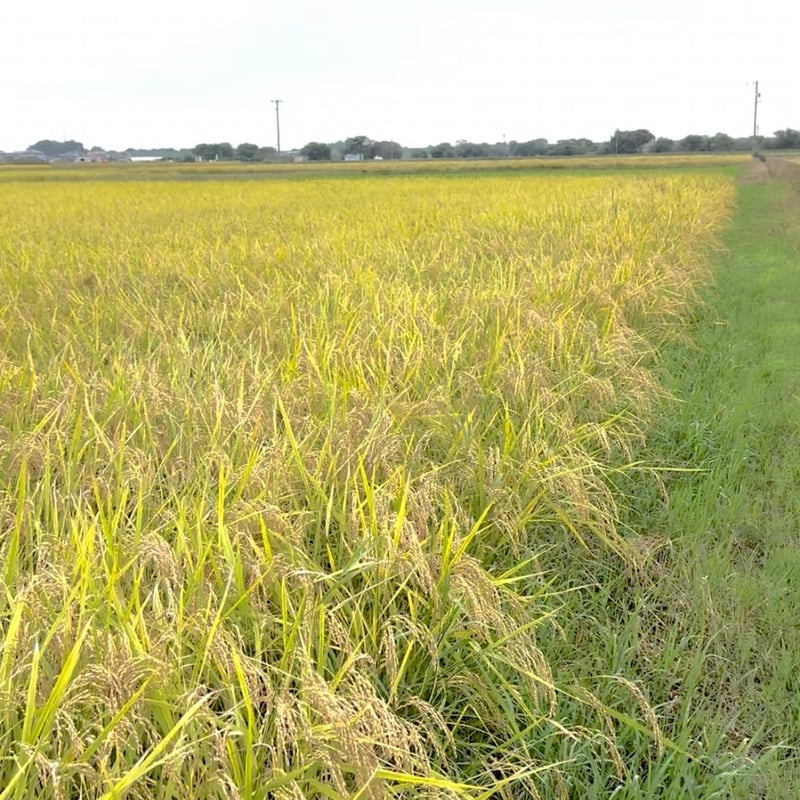 はつしも 旧品種ハツシモ 30kg | SUN AND NORF's STORE