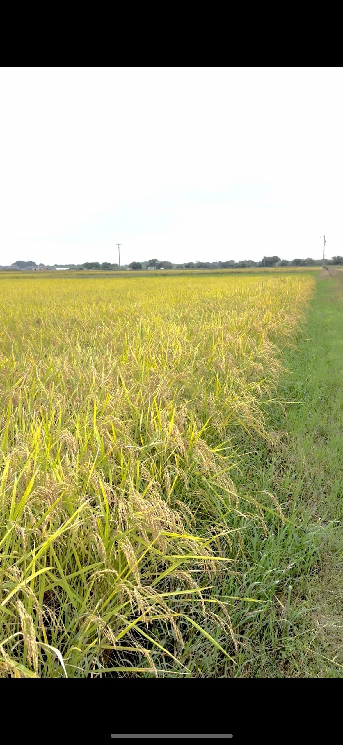 旧品種ハツシモ 30kg | SUN AND NORF's STORE