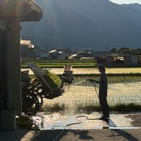 【令和８年産・定期便】旧品種ハツシモ（精米・３０ｋｇ）