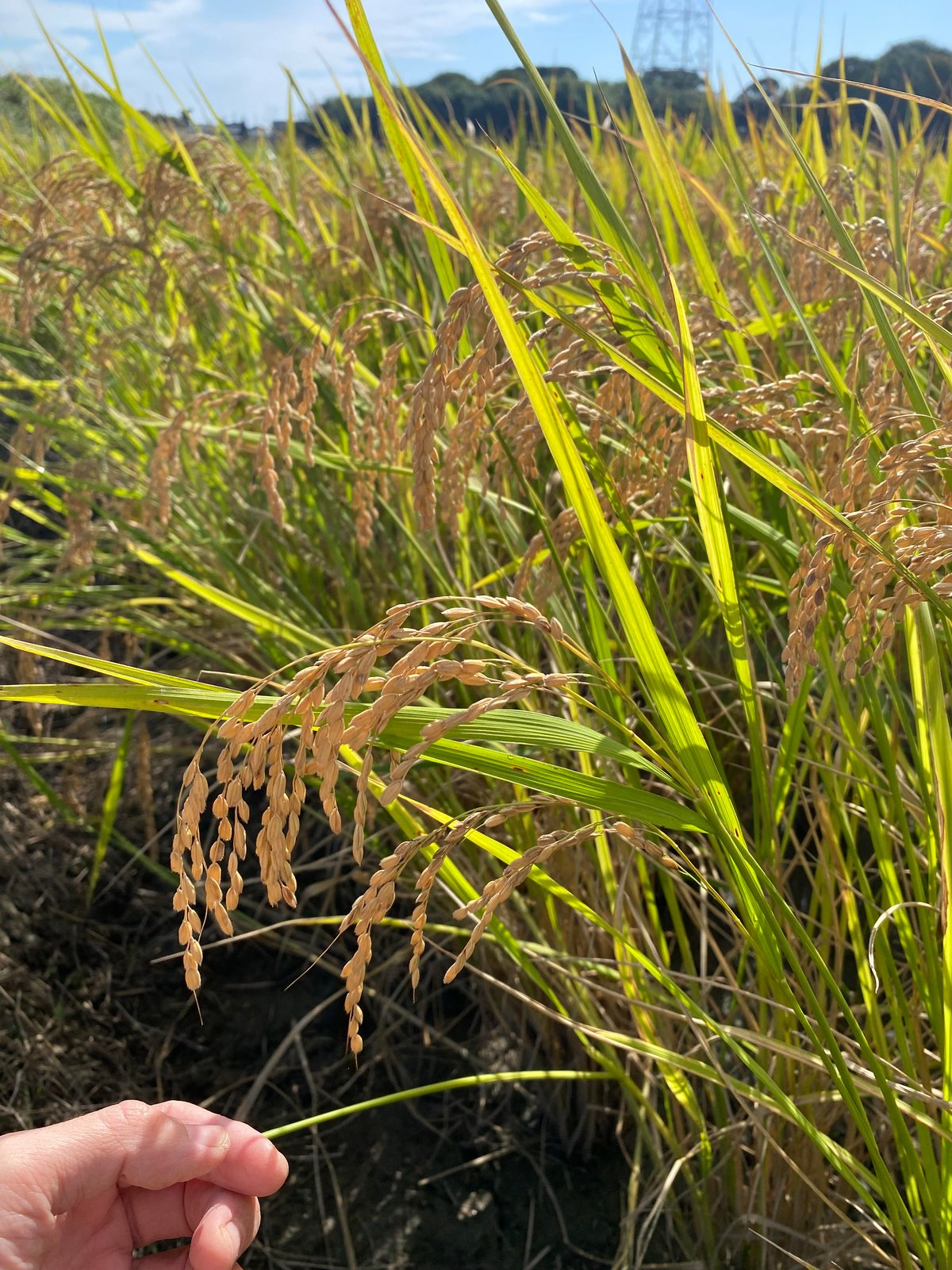 旧品種ハツシモ 30kg | SUN AND NORF's STORE