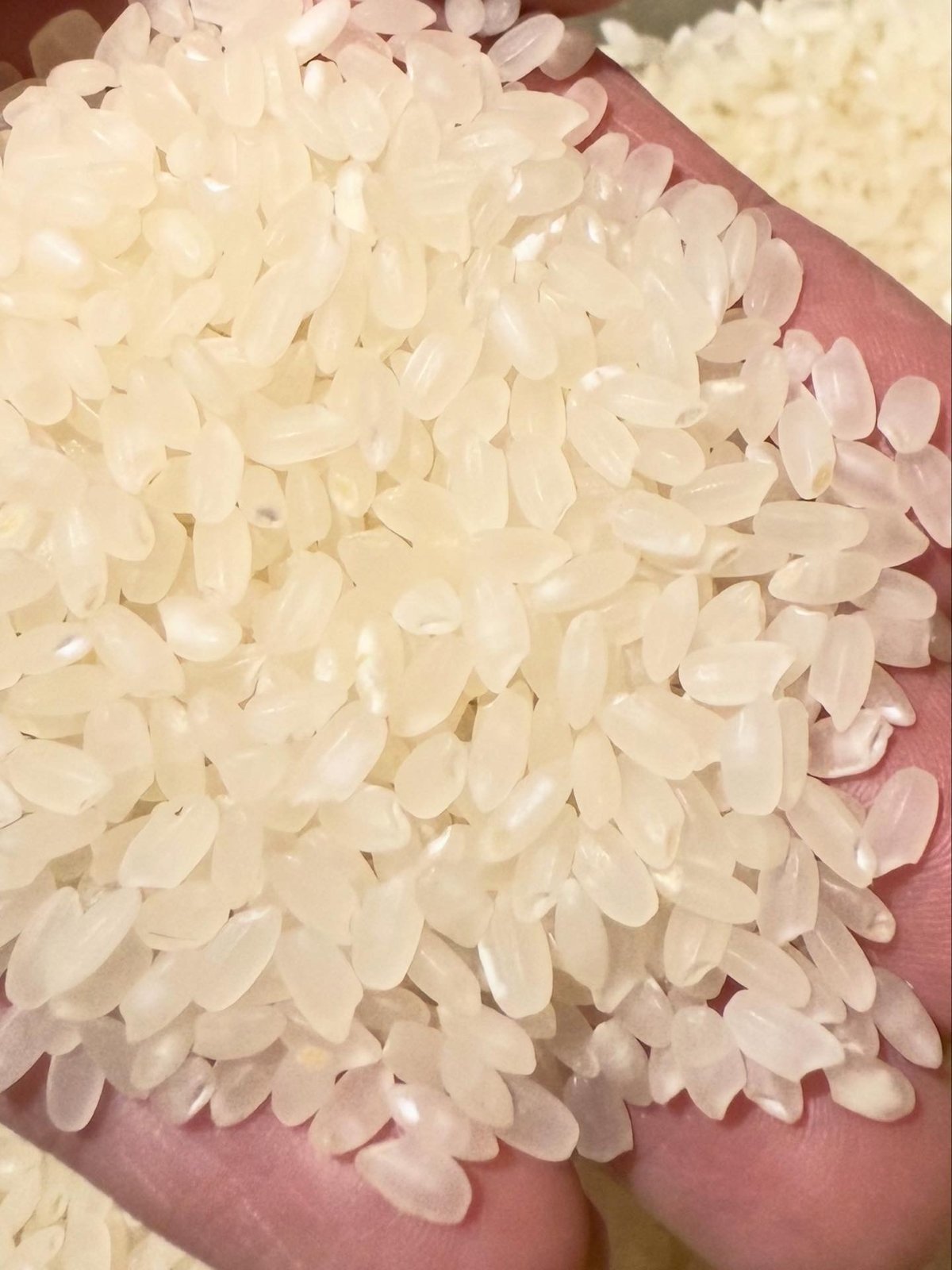 旧品種ハツシモ 30kg | SUN AND NORF's STORE 旧品種ハツシモ 30kg | SUN AND NORF's STORE