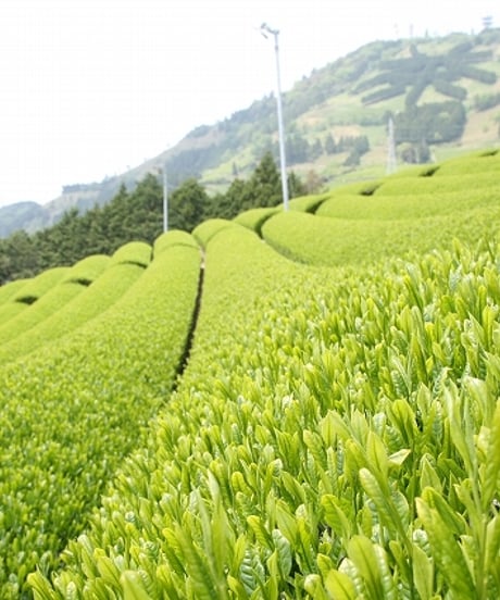 【メール便】【送料無料】【季節商品】2026年度産　静岡掛川新茶100ｇ　[静岡掛川深蒸し新茶]